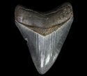 Serrated, Fossil Megalodon Tooth - Georgia #66087-1